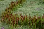 kuva Koristekasvit Cogon Ruoho, Satintail, Japanilainen Veri Ruoho viljat (Imperata cylindrica), punainen