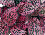 fotografie Plante Ornamentale Bloodleaf, Pipotă De Pui plante ornamentale cu frunze (Iresine), multicolor