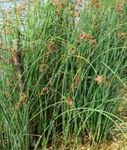 foto Le piante ornamentali Il Vero Giunco acquatici (Scirpus lacustris), verde