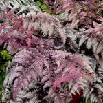 Фото Декоративные Растения Кочедыжник папортники (Athyrium), бордовый