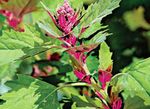 fotografie Dekoratívne rastliny Červená Orach, Špenát Hory dekoratívne a listnaté (Atriplex nitens), zelená
