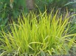 foto Sierplanten Vossenstaart Gras granen (Alopecurus), geel