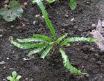 foto Plantas Ornamentais Língua Samambaia De Hart (Phyllitis scolopendrium), verde