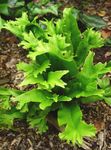 Foto Dekorative Pflanzen Harts Zunge Farn (Phyllitis scolopendrium), grün