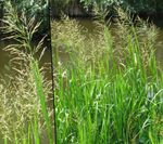 Röndóttur Manna Gras, Reed Manna Gras