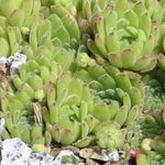 foto Le piante ornamentali Semprevivo le piante grasse (Sempervivum), chiaro-verde