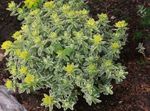 fotografie Dekoratívne rastliny Vankúš Prýštec dekoratívne a listnaté (Euphorbia polychroma), žltá