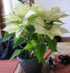 Foto Plantas Decorativas Poinsettia, Noche Buena, , Flor De Navidad decorativo-foliáceo (Euphorbia pulcherrima), blanco