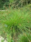 照 观赏植物 茢 绿叶观赏植物 (Carex), 绿