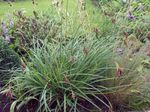 fotografija Okrasne Rastline Carex, Šaš žito , zelena
