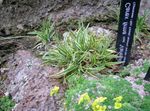 Fil Dekorativa Växter Carex, Starr säd , grön