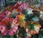 foto Planta Guarda-Chuva, Ruibarbo Indiano plantas ornamentais folhosos (Peltiphyllum, Darmera), multicolorido