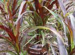 fénykép Dísznövény Kínai Szökőkút Fű, Pennisetum gabonafélék , bordó