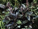 foto Le piante ornamentali Basilico ornamentali a foglia (Ocimum basilicum), scuro-verde