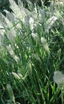 წლიური წვერი ბალახის, წლიური Rabbitsfoot ბალახის