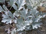 Foto Dekoratīvie Augi Vībotne Punduris lapu dekoratīvie augi (Artemisia), sudrabots
