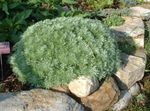 სურათი დეკორატიული მცენარეები Mugwort ჯუჯა დეკორატიული და ფოთლოვანი (Artemisia), ვერცხლისფერი