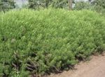 fotografie Dekorativní rostliny Pelyněk, Pelyňku obilí (Artemisia), zelená