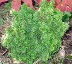 照 观赏植物 艾伯塔省云杉，黑山头云杉，白云杉，云杉加拿大 (Picea glauca), 绿