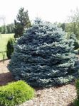 Photo Ornamental Plants Colorado Blue Spruce (Picea pungens), silvery