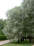 Photo Ornamental Plants Willow (Salix), silvery
