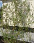 Fil Dekorativa Växter Vide (Salix), grön