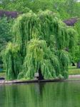Foto Dekorative Pflanzen Weide (Salix), grün