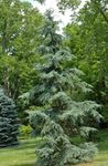 Foto Ukrasne Biljke Plačući Deodar, Deodar Cedar, Himalajski Cedar (Cedrus-deodara), zelena