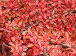 Foto Plantas Decorativas Horizontalis Cotoneaster (Cotoneaster horizontalis), rojo