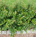 Hedge Cotoneaster, Europese Cotoneaster