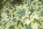 fotografie Dekoratívne rastliny Javor (Acer), pestrofarebný