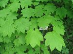 fotografie Dekorativní rostliny Javor (Acer), světle-zelená