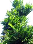 Foto Dekoratiivtaimede Dawn Redwood (Metasequoia), roheline
