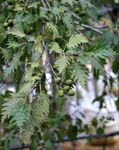 Photo Ornamental Plants Common alder (Alnus), silvery