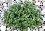 Photo des plantes décoratives Sapin (Abies), vert