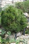 fotografija Okrasne Rastline Bor (Pinus), temno-zelena