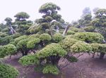 φωτογραφία Διακοσμητικά φυτά Αγγλικά Πουρνάρι, Καναδική Πουρνάρι, Έδαφος Κώνειο (Taxus), πράσινος