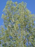 Foto Dekoratiivtaimede Pappel (Populus), heleroheline