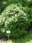 フォト 観賞植物 ヒノキ科クロベ属の木 (Thuja), 緑色