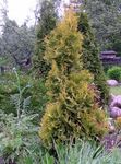 სურათი დეკორატიული მცენარეები Thuja , ყვითელი