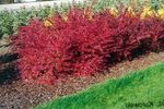 fotografie Dekoratívne rastliny Dráč, Japonská Dráč (Berberis thunbergii), červená