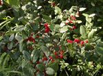 foto Plantas Ornamentais Baga Búfalo Prata, , Soapberry Foamberry, Soopalollie, Buffaloberry Canadense (Shepherdia), verde
