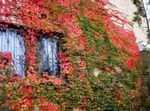 фотографија Украсне Биљке Бостон Иви, Виргиниа Цреепер, Воодбине (Parthenocissus), црвено