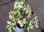 fotografie Plante Ornamentale Boston Ivy, Virginia Cățărătoare, Woodbine (Parthenocissus), multicolor