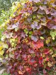 Foto Dekorative Pflanzen Amur Trauben (Vitis amurensis), grün