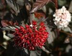Фото Декоративні Рослини Пузиреплодник Калінолістний (Physocarpus opulifolius), бордовий