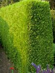 Foto Leyland Cypress características