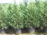 Foto Dekorative Pflanzen Leyland-Zypresse (Cupressocyparis), hellblau