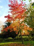 Foto Dekorative Pflanzen Amberbaum, Red Gum, Flüssigen Bernstein (Liquidambar), grün