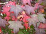 fotografie Dekorativní rostliny Sweetgum, Červená Guma, Tekutý Jantar (Liquidambar), zelená